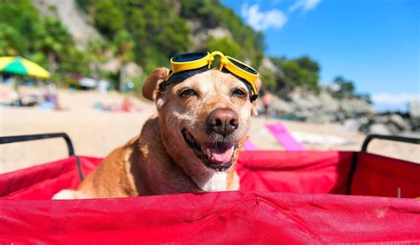 Vacations with dogs. Things To Know About Vacations with dogs. 